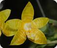 Phal. (bellina alba x amboinensis flava) x amboinensis alba